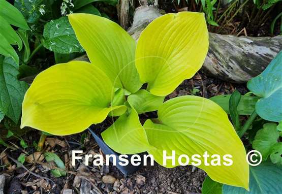 Hosta Hotshot